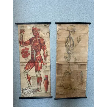 Stare tablice anatomiczne, około 1900 r.