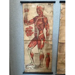 Stare tablice anatomiczne, około 1900 r.