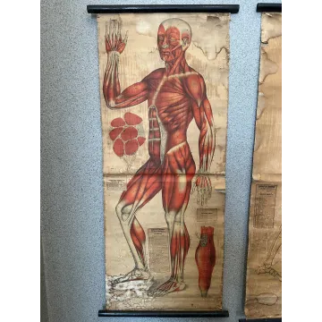 Stare tablice anatomiczne, około 1900 r.